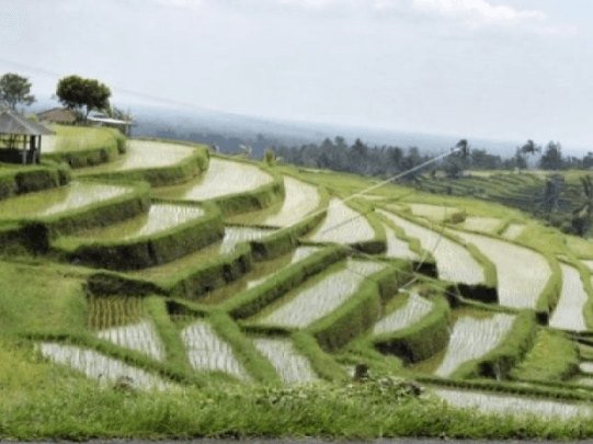 UNESCO Berkomitmen Merawat Mempertahankan Kelestarian Sistem Pengairan Pertanian Bali
