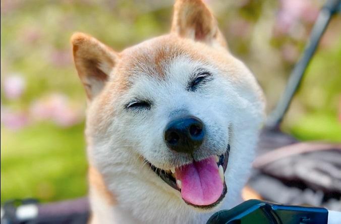 Kabosu, si Anjing Shiba Meme Ikonik Mati saat Tertidur dengan Pemiliknya