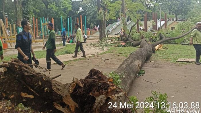 Aksi Heroik Ibu Tertimpa Pohon Tumbang di Tebet Eco Park demi Selamatkan Anaknya