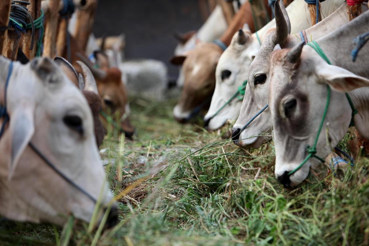 Pedagang Hewan Kurban Bermunculan Jelang Idul Adha