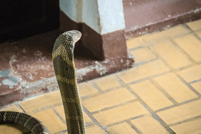 Ini yang Harus Dilakukan saat Ular Masuk Rumah Beserta Kiat Pencegahannya