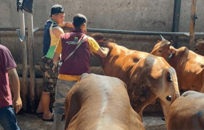 Pemerintah Kabupaten Cianjur Larang Penjual Hewan Kurban Dagang di Pinggir Jalan
