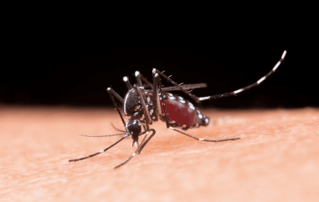 Strategi Kemenkes Eliminasi Malaria di Indonesia