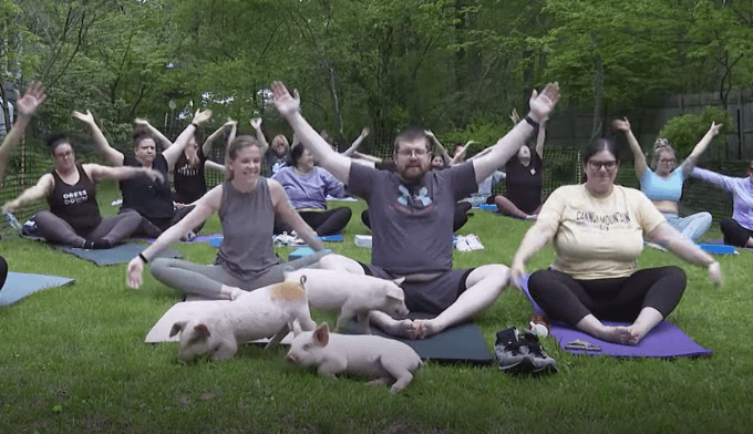Tren Yoga Bersama Tiga Babi Kecil di Massachusetts, Disebut Menambah Kebahagiaan