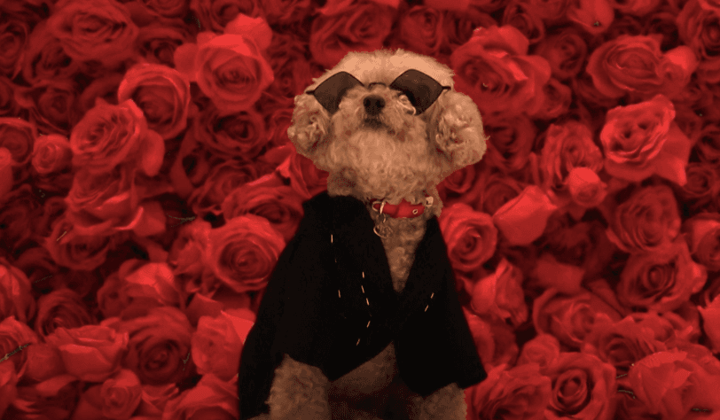 Para Anjing Tampil Keren di Pet Gala 2024