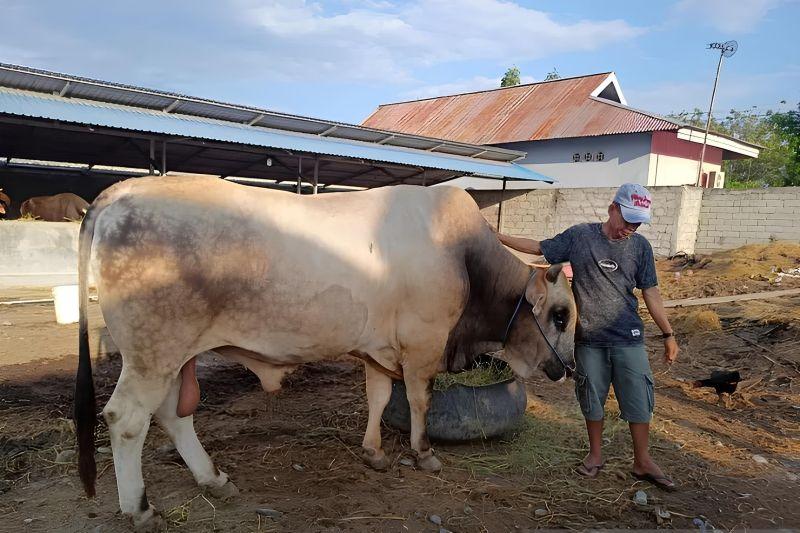 Jokowi Kembali Sumbang Sapi Kurban di Sulteng, Kini Beratnya 900 Kg