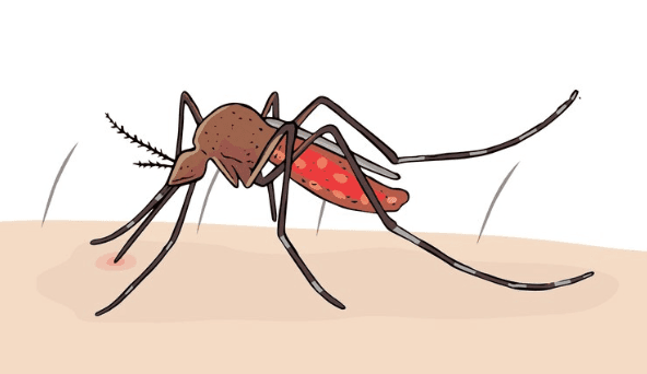 Apa Perbedaan Nyamuk Aedes Aegypti dan Aedes Albopictus?