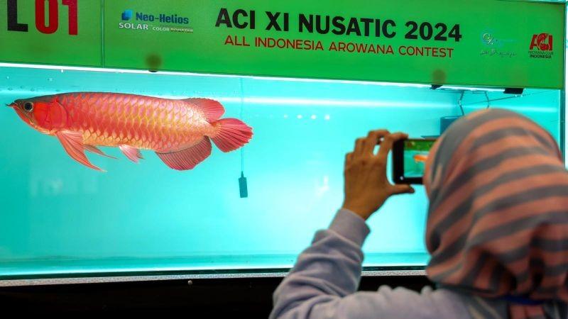 Teten Dorong Pelaku UMKM Ikan Hias Perkuat Ekosistem Tangkap Peluang Perdagangan Pasar Global
