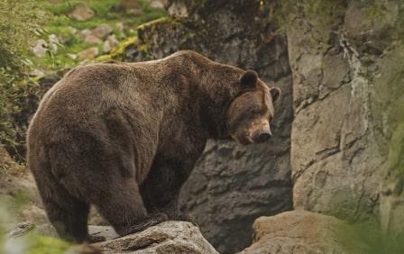 Wanita 41 Tahun di Jepang Luka Parah Usai Diserang Beruang saat Antar Koran