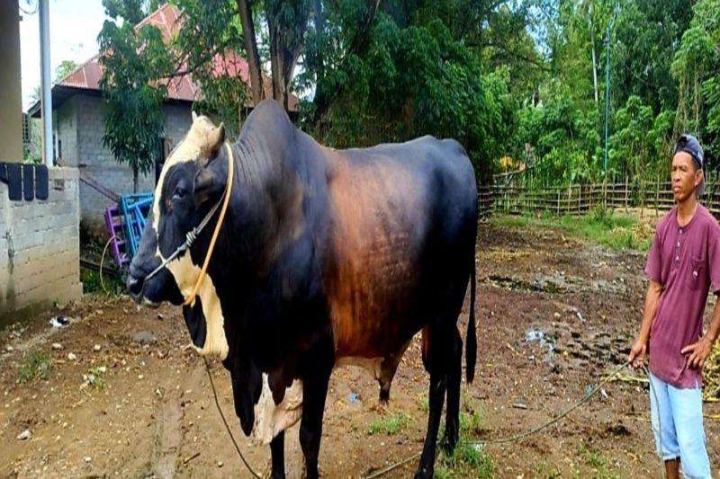 Sapi Kurban dari Jokowi untuk Gorontalo Bobotnya Nyaris 1 Ton