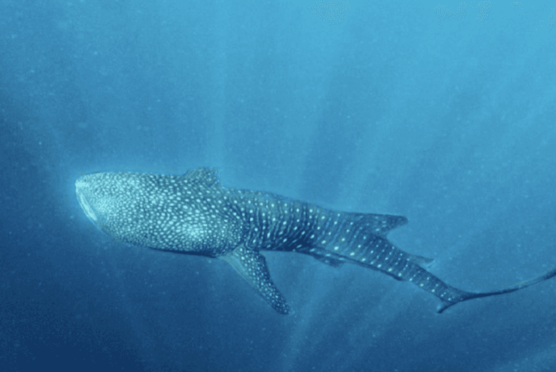 Individu Hiu Paus Baru Ditemukan di Papua Tengah