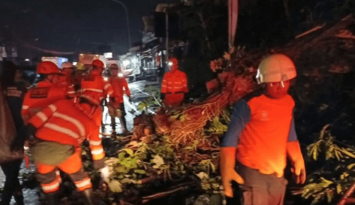 Hujan Deras, Pohon Tumbang di Bogor Timpa Pemotor hingga Tewas