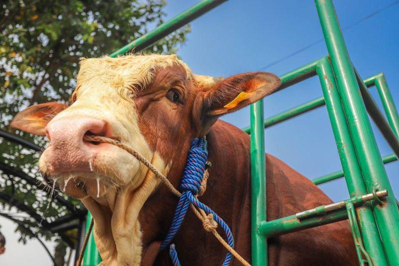 Jokowi Beli 3 Sapi Milik Warga Bandung untuk Kurban Tahun Ini
