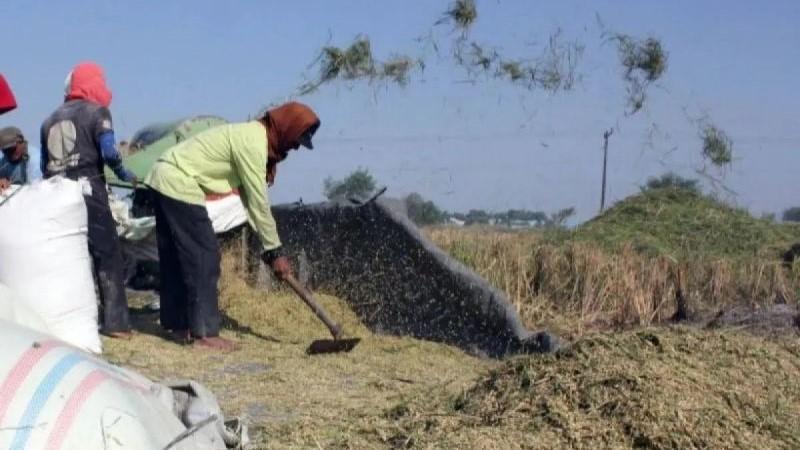 Riset-Teknologi Mudahkan Kinerja Petani di Sumatra Utara