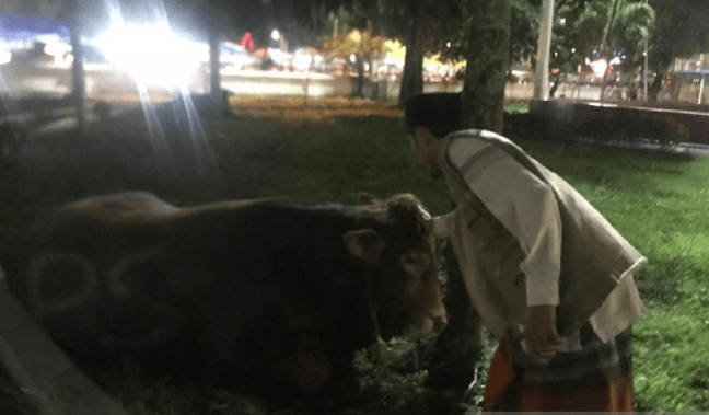 Masjid Raya Medan Terima Sapi Berbobot 1 Ton dari Prabowo