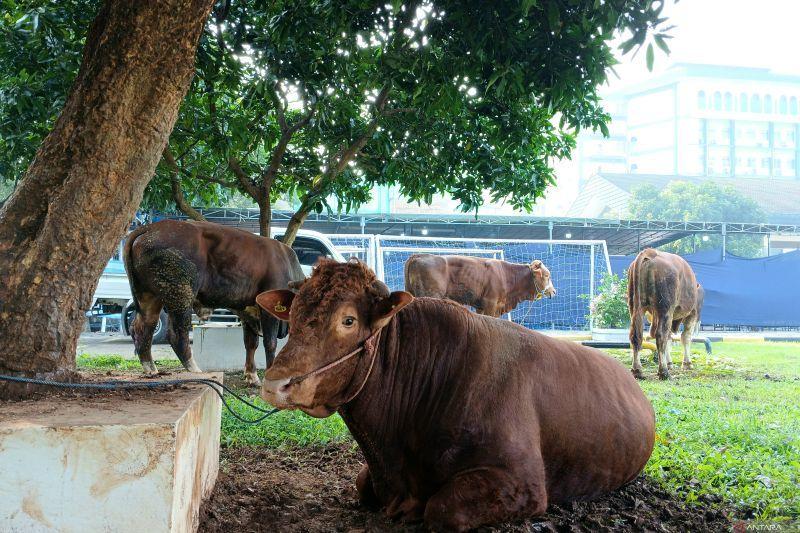 Sapi Kurban Gibran Disembelih di Masjid Al-Azhar Jakarta Hari Ini