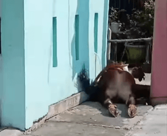 Damkar Evakuasi Sapi Kurban di Priok yang Terperosok ke Got