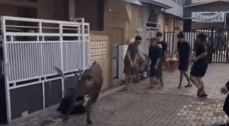 Sapi di Tangsel Ngamuk saat Hendak Disembelih, Seruduk 3 Motor hingga Rusak
