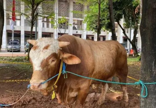 Sapi Kurban Milik Jokowi. Prabowo, hingga Megawati Disembelih di Masjid Istiqlal