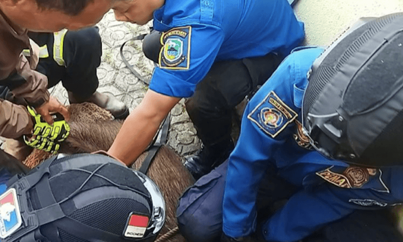 Dua Ekor Babi Hutan Dievakuasi dari Rumah Warga