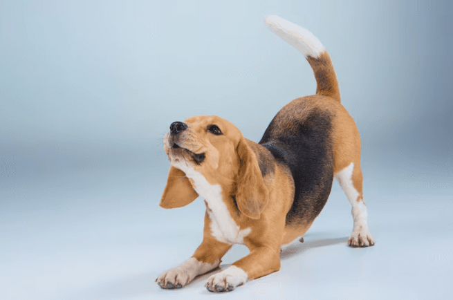 Anjing yang Gigit Bocah hingga Mata Luka di Jaksel Dikarantina