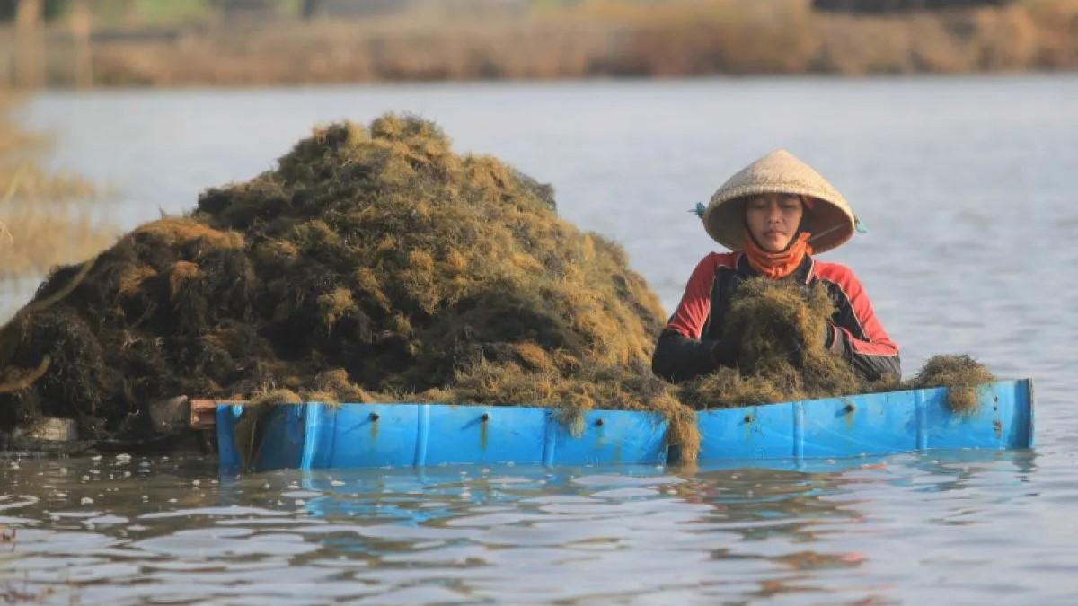 Tingginya Minat Investor di Hilirisasi Rumput Laut