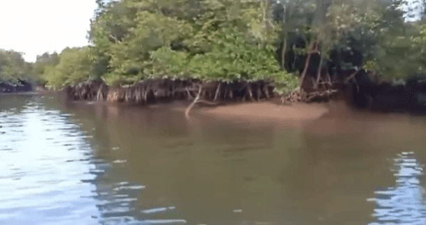 Sedang Antar Sembako, Kru Kapal di Kaltim Hilang Diduga Diterkam Buaya