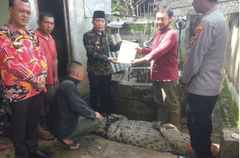 Buaya Pemangsa Manusia di Lampung Ditangkap