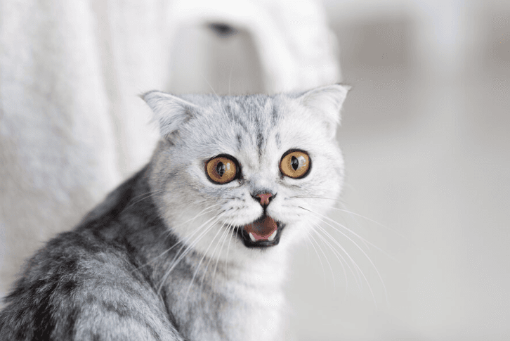 Ini Jenis Kucing yang Cocok untuk Penderita Alergi