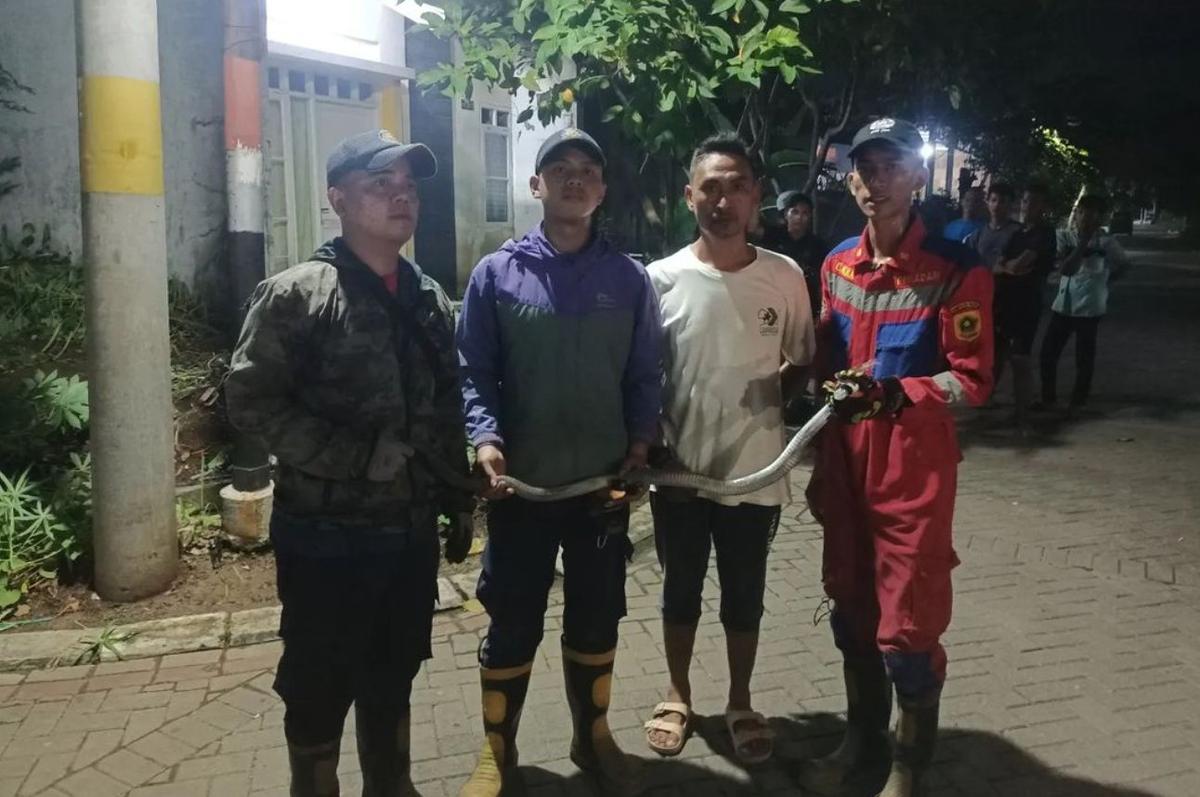 Geger! Ular Kobra Masuk Rumah di Cileungsi, Warga Minta Tolong Damkar