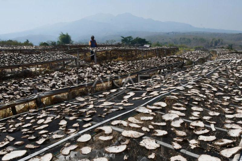 KemenKopUKM Dukung UMKM Porang Ciptakan Produk Kuliner Bernilai Tinggi