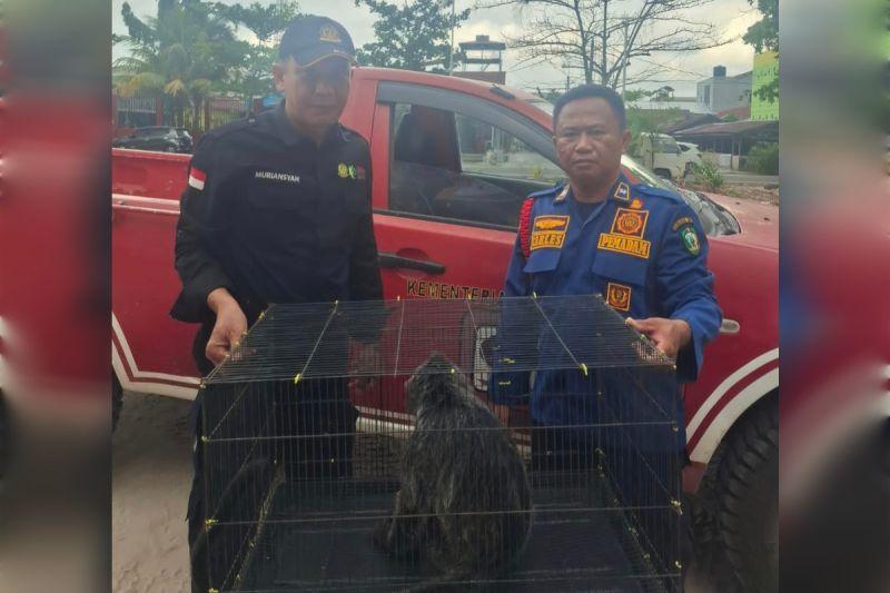 Lutung Tersengat Listrik di Sampit Dievakuasi, Ada Luka Bakar Pada Tangan