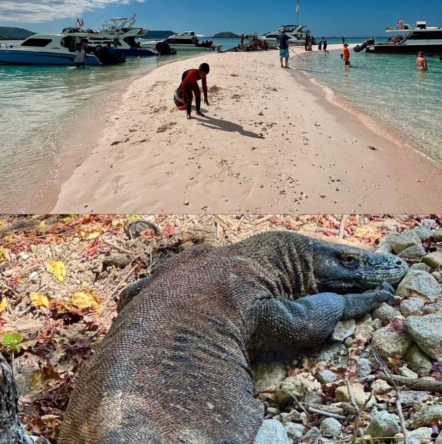 Ini Alasan Kamu Harus Mengunjungi Taman Nasional Komodo