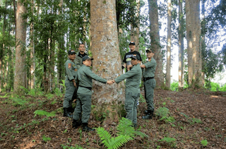 Populasi Harimau Sumatera di Taman Nasional Kerinci Seblat Berjumlah 150 Ekor