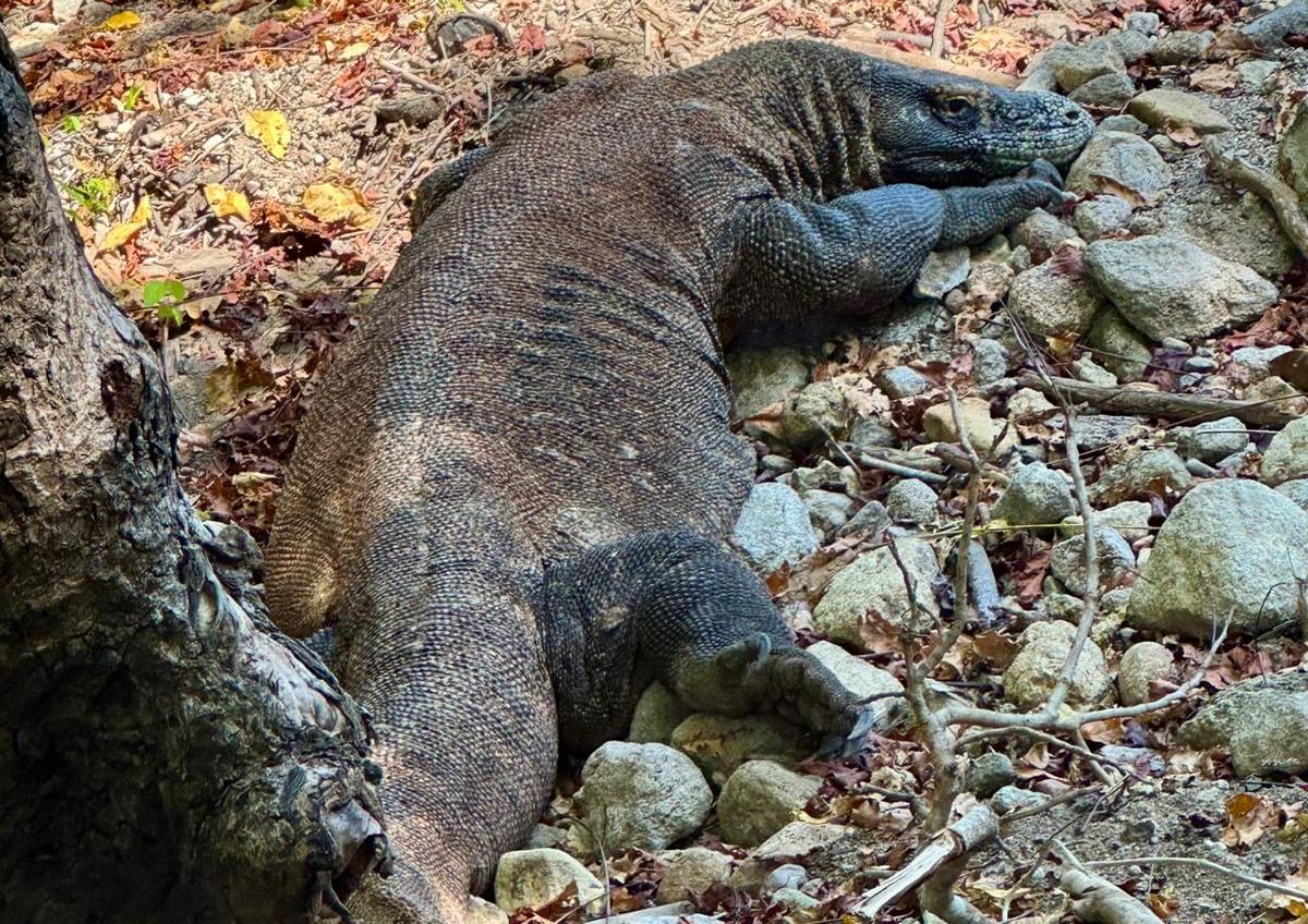 Ini Fakta Menarik Komodo, Hewan Purba yang Masih Hidup hingga Sekarang