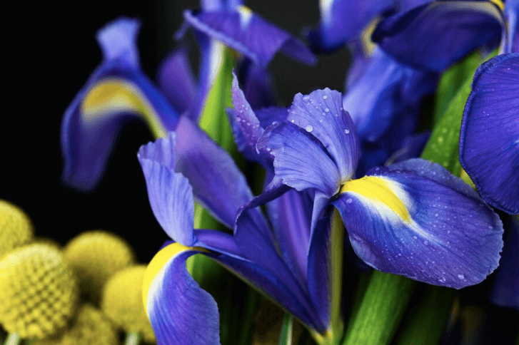 Arti dari Bunga Iris: Simbolisme dan Makna dalam Budaya dan Mitologi