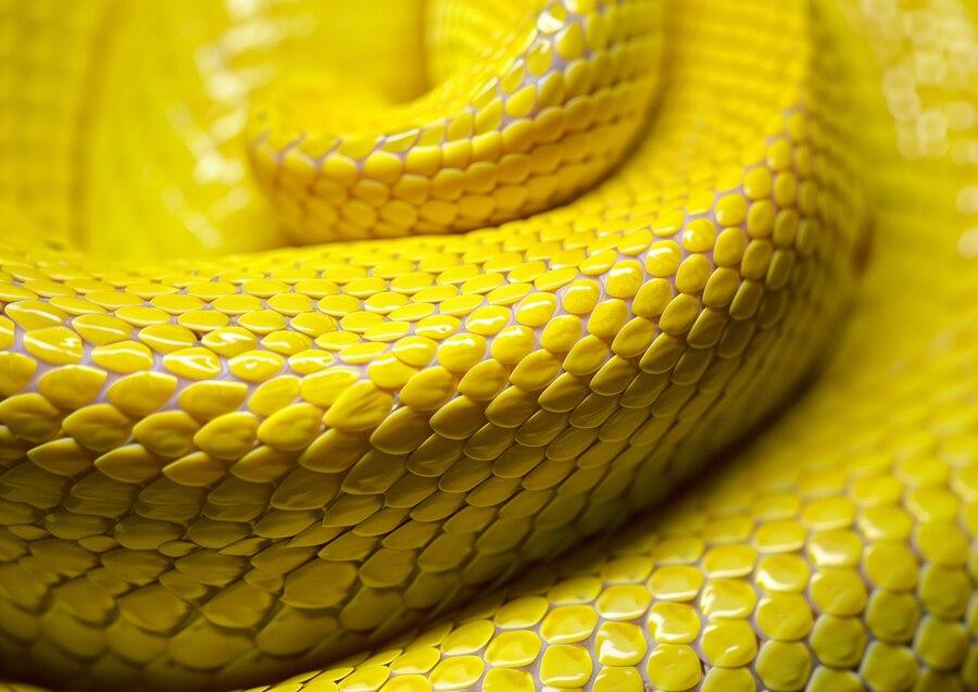 Mimpi Melihat Ular Warna Kuning: 31 Makna dan Tafsirnya