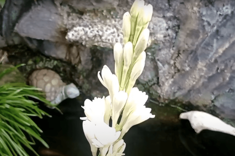 Cara Merawat Bunga Sedap Malam agar Tumbuh Subur dan Menawan