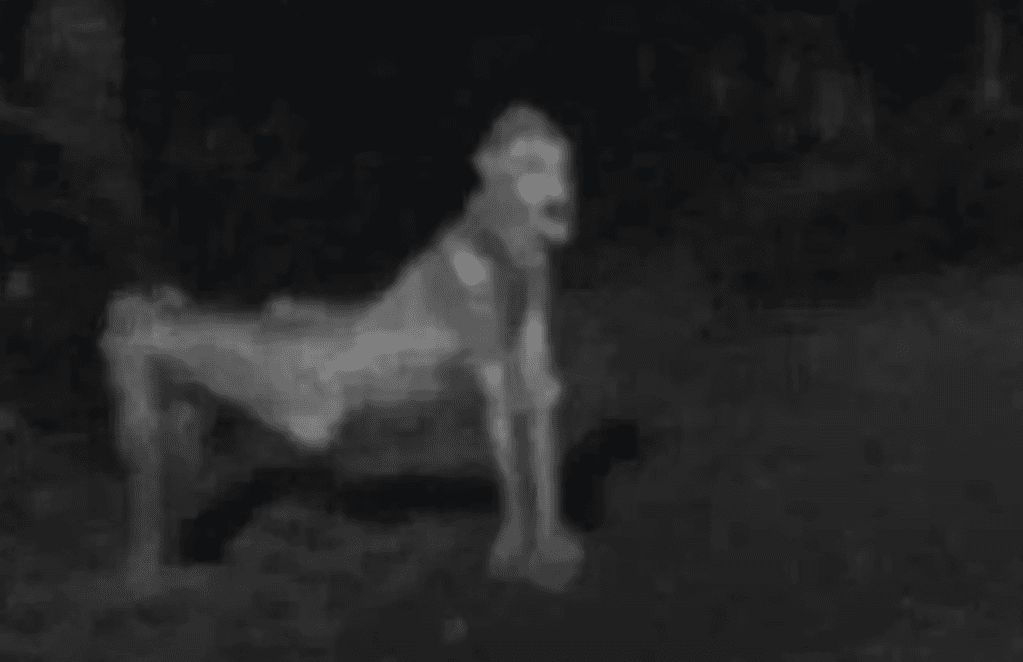 Apa Itu Skinwalker? Mengenal Makhluk Misterius dalam Budaya Navajo