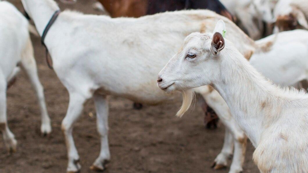 Cara Menggemukkan Kambing: Panduan Lengkap untuk Peternak