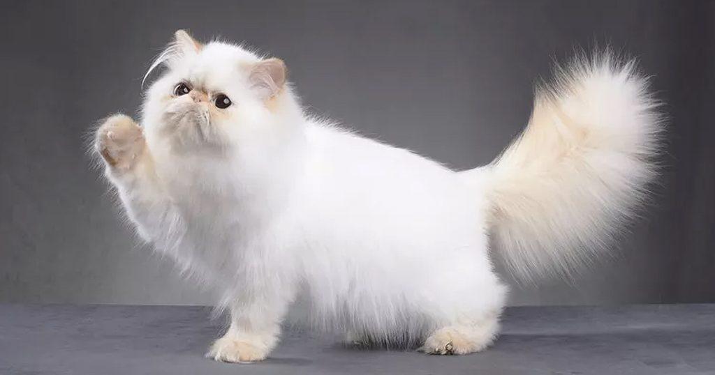 Kucing Persia, Kenali Jenis Makanan, Fisik, dan Cara Merawatnya