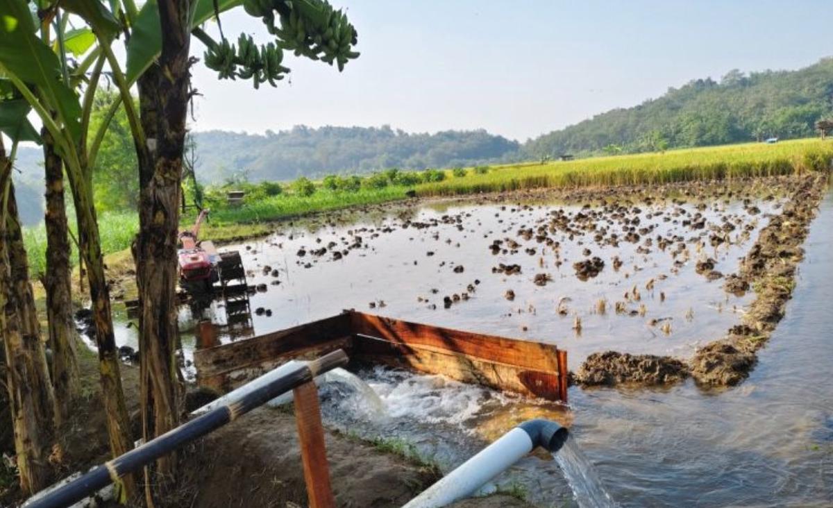 Petani di Sukoharjo Maksimalkan Kemarau dengan Tanam Palawija