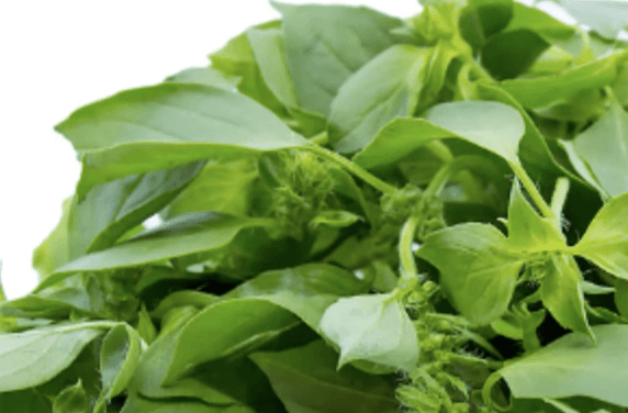 5 Manfaat Daun Kemangi: Bukan Cuma untuk Lalapan