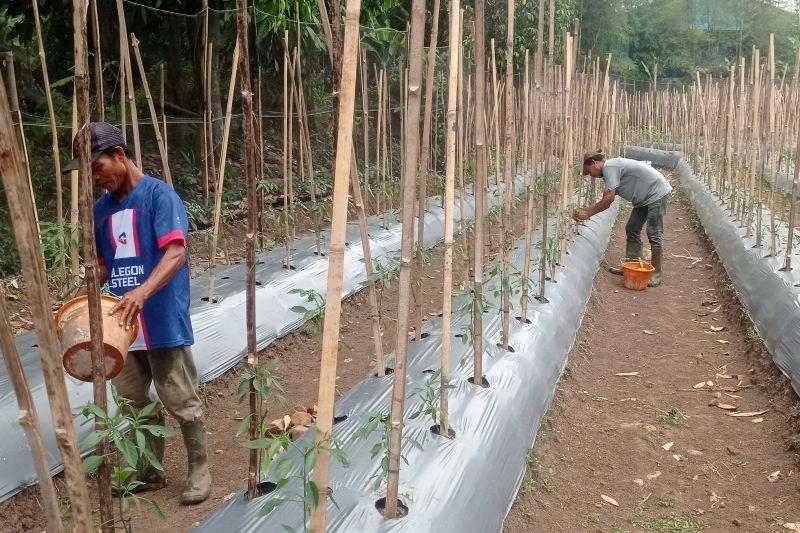 Kesulitan Pemasaran, Petani Cabai di Lebak Banten Menjerit