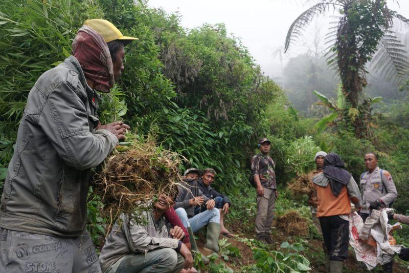 Operasi Tumpas Narkoba: Polda Jatim Temukan 4 Lahan Ganja di Lereng Gunung Semeru