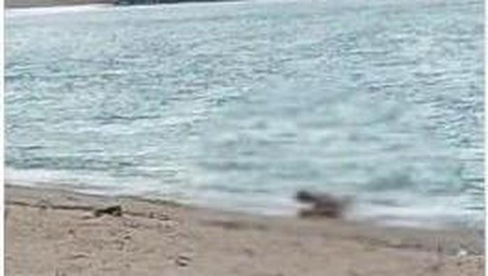 Polisi Selidiki Video Viral Pasangan Asing Diduga Berhubungan Intim di Pantai Mandalika