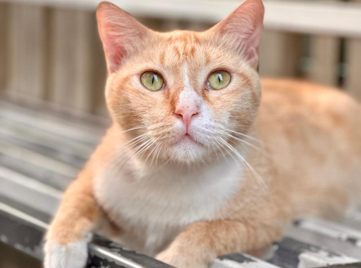 Buat Pecinta Anabul, Ini Rekomendasi Kafe Pet Friendly di Jakarta