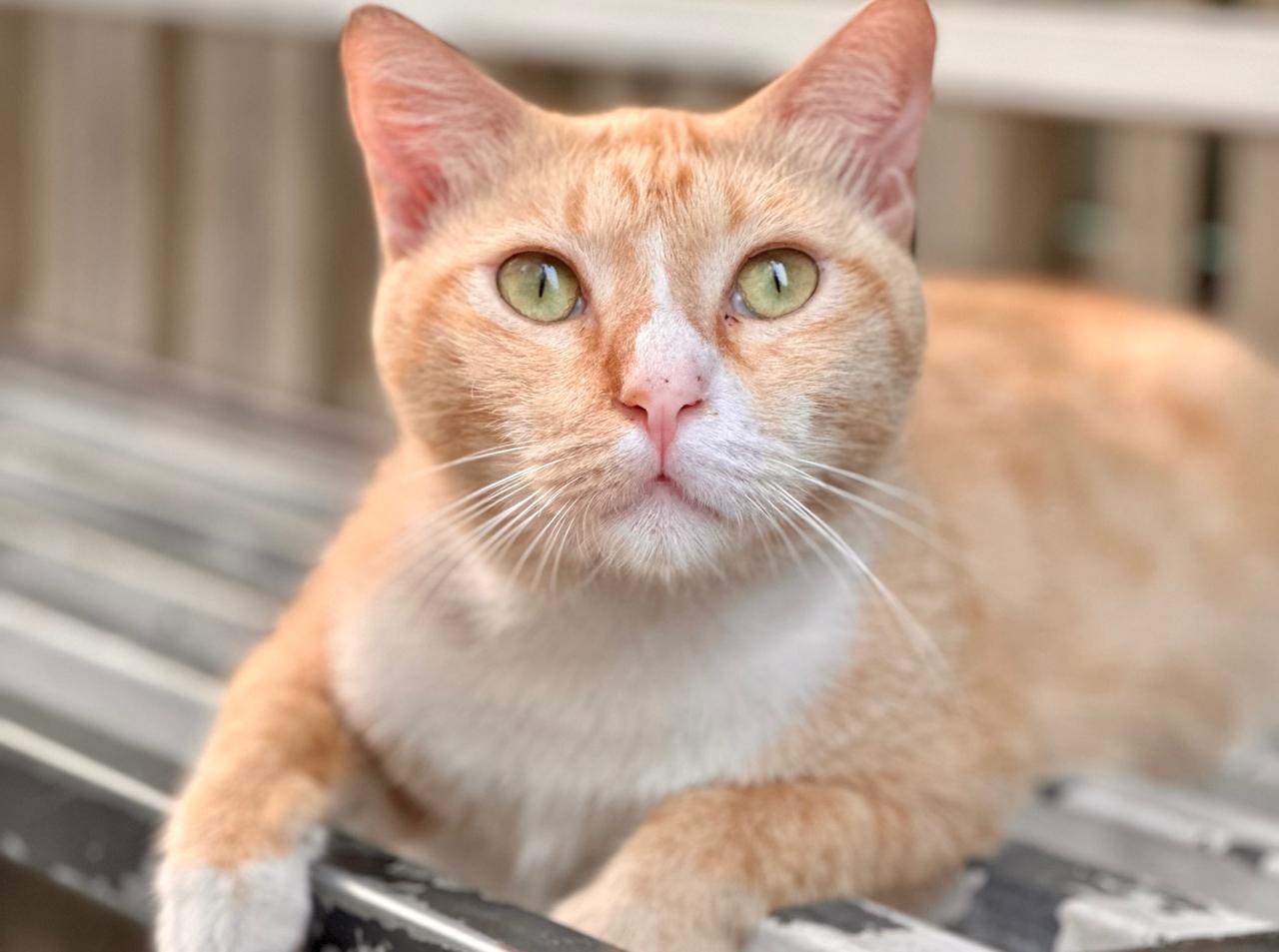 Buat Pecinta Anabul, Ini Rekomendasi Kafe Pet Friendly di Jakarta