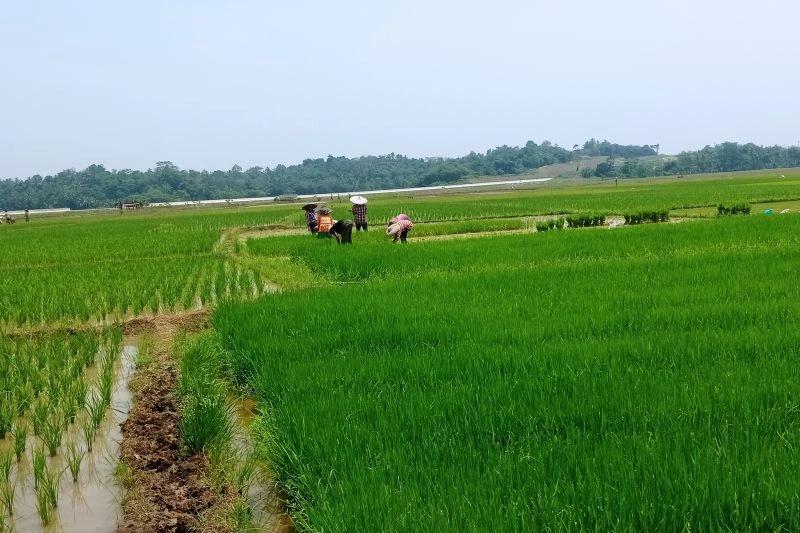 Mantap! Gapoktan Lebak Gulirkan Pendapatan Ekonomi Petani Rp6 Miliar per Tahun