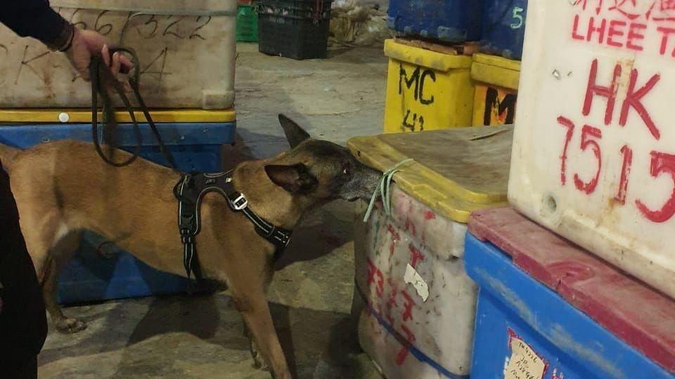 Bea Cukai Gagalkan Penyelundupan Sabu dalam Bungkus Teh Asal Malaysia